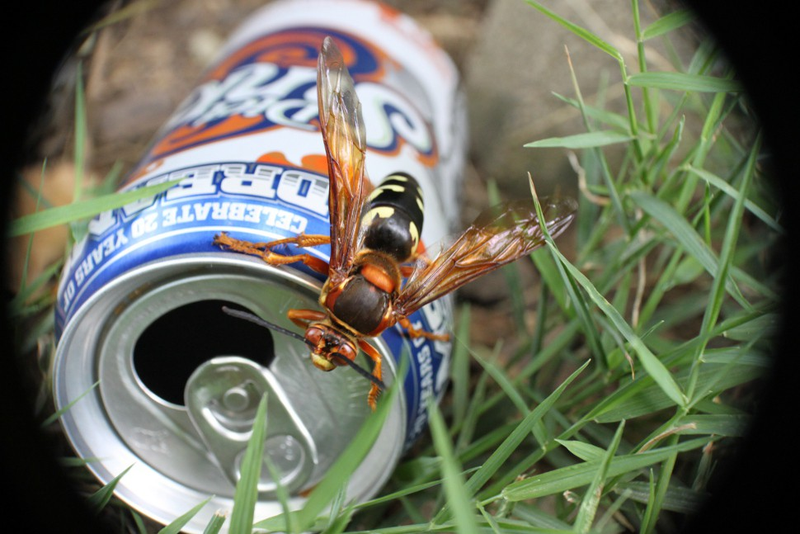 Illustration for article titled Shooting Challenge: Bugs 2